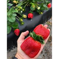 Gambar PAKET HEMAT - Benih Buah Berry Berries Fruit 8 Jenis Seeds - Total 40 Biji - Bibit Strawberry Blueberry Raspberry Cranberry Goji Berry Blackcurrant Blackberry dari Official Casa undefined 2 Tokopedia