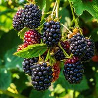 Gambar PAKET HEMAT - Benih Buah Berry Berries Fruit 8 Jenis Seeds - Total 40 Biji - Bibit Strawberry Blueberry Raspberry Cranberry Goji Berry Blackcurrant Blackberry dari Official Casa undefined 3 Tokopedia