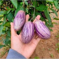 Gambar 0K - BENIH BUAH PEPINO UNGU BERKUALITAS KEMASAN PABRIK-STM dari cortodro store undefined 4 Tokopedia