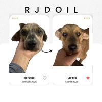 Gambar RJD oil for pets by Desiria 250ml dari DesiriaJualan undefined 5 Tokopedia