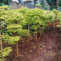 Gambar pohon bonsai anting putri - tanaman bonsai anting putri tinggi 1,5 Sampe 2 meter + pot betol diameter 60cm dari Tania Flowrist undefined 2 Tokopedia