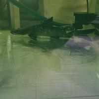 Gambar Hemibagrus Wyckii / Baung Jaksa dari SawanganHias 1 predator fish undefined 2 Tokopedia