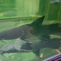 Gambar Hemibagrus Wyckii / Baung Jaksa dari SawanganHias 1 predator fish undefined 4 Tokopedia