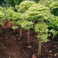 Gambar pohon bonsai anting putri - tanaman bonsai anting putri tinggi 1,5 Sampe 2 meter + pot betol diameter 60cm dari Tania Flowrist undefined 3 Tokopedia