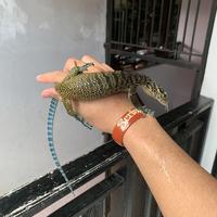 Gambar VARANUS YUWONOI BABY SIZE dari DITOREPT undefined 3 Tokopedia