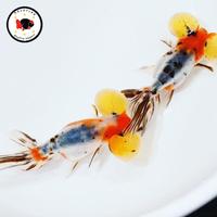 Gambar Bubble eye / ikan mas koki bubble eye / mata balon dari Goldfish Import undefined 3 Tokopedia