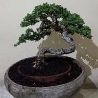 Gambar bonsai santigi small liukan extreme dari TURNIP'S UYEAAAAAAAH undefined 4 Tokopedia