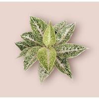Gambar Tanaman Hias Aglonema - aglonema mutiara khusus link deal via live - Live + deal 85k dari Yuni Bertibijomal undefined 1 Tokopedia