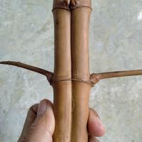 Gambar BAMBU UNIK DAMPIT PATIL LELE RUAS SEJAJAR 3 WOW SANGAT ISTIMEWA BOS  (50 CM) dari Jenggala Shop 18 undefined 3 Tokopedia