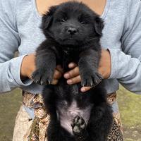 Gambar ANAKAN ANJING KINTAMANI 2 EKOR JANTAN PUTIH DAN HITAM dari Anabul Kintamani undefined 2 Tokopedia