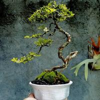 Gambar Bonsai jeruk kingkit siap pajang dari Gerai Tanaman_NEW undefined 1 Tokopedia