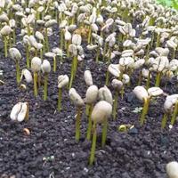 Gambar Bibit Kopi Siap Semai Arabika Ateng super Pucuk Hijau 1 Kg 2000 biji dari Muger Coffee seeds undefined 5 Tokopedia