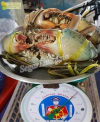 Gambar KEPITING HIDUP LIVE 1KG KEPITING SEGAR BAKAU JANTAN BETINA - 2-3 Ekor Jantan, 1Kg Beku Segar dari storee telling undefined 2 Tokopedia