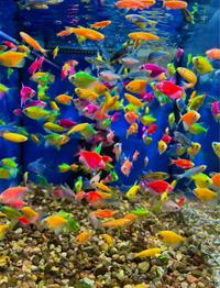 Gambar (PAKET 50 EKOR) Ikan Glofish JUMBO / Glowfish Tetra / Glowfish Tetra Besar Jumbo dari Randy33 undefined 2 Tokopedia