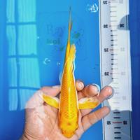 Gambar ikan koi blitar yamabuki ogon slayer 23cm dari Ray Koi undefined 3 Tokopedia