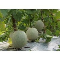 Gambar Benih Melon Amanda Tavi 3 biji dari Agri Jaya Makmur TA undefined 3 Tokopedia