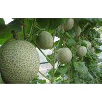 Gambar Benih Melon Amanda Tavi 3 biji dari Agri Jaya Makmur TA undefined 4 Tokopedia