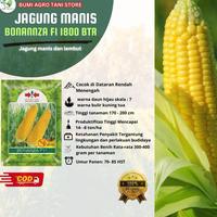 Gambar Top 1800 btr BENIH JAGUNG MANIS BONANZA F1 CAP PANAH MERAH Terlaris dari toko lariis manis undefined 2 Tokopedia