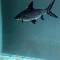 Gambar Ikan Bala Shark Size Medium 15-16cm dari TwoFacedAquatic undefined 2 Tokopedia