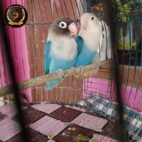 Gambar burung love bird biru warna cantik pasangan real pick dari Ipank Betta flower shoop undefined 2 Tokopedia