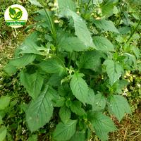 Gambar Tanaman Daun Sintrong Fresh Obat Herbal dan Lalapan dari Kampung Tanaman dan Herbal undefined 1 Tokopedia