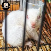 Gambar Chipmunk  Albino  Importt dari OBI FAITH AQUAPETS undefined 2 Tokopedia