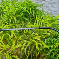 Gambar kacamata Sungalsses Serengetti original Second Vintage Langka dari eyeuseid undefined 4 Tokopedia