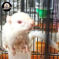 Gambar Chipmunk  Albino  Importt dari OBI FAITH AQUAPETS undefined 1 Tokopedia