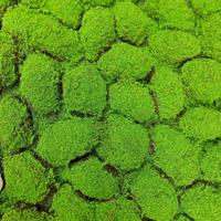 Gambar Karpet Lumut Moss Artificial Lembaran BTB 100cm x 100cm dari Rumah Bunga Dekor undefined 2 Tokopedia