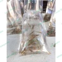 Gambar UDANG HIDUP PAKAN IKAN PREDATOR dari Lecar Shopzz undefined 1 Tokopedia