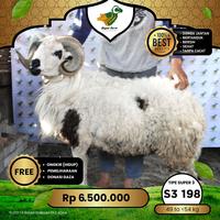 Gambar Kambing Qurban, Domba Garut Super - Domba S3 197 dari Ziyadmart undefined 3 Tokopedia