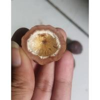 Gambar TERLARIS muncang adu kemiri Fhigter jenis anak mayit dedi dari SABIT TOYS undefined 5 Tokopedia
