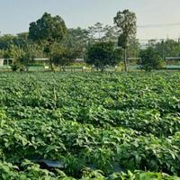 Gambar Benih Edamame 100 gram Varietas Biomax 2 Polong Besar Produksi Tinggi Cap Bukit Mas Sertifikat dari Loligoo undefined 4 Tokopedia