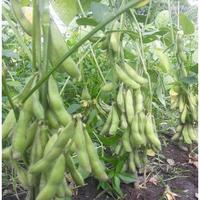 Gambar Benih Edamame 100 gram Varietas Biomax 2 Polong Besar Produksi Tinggi Cap Bukit Mas Sertifikat dari Loligoo undefined 3 Tokopedia