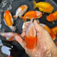 Gambar Ikan Mas Koki Ranchu Lionhead / Lionchu Size 11-12 cm dari Cuan Goldfish undefined 5 Tokopedia
