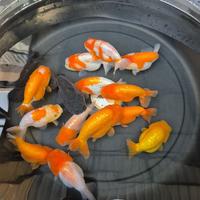 Gambar Ikan Mas Koki Ranchu Lionhead / Lionchu Size 11-12 cm dari Cuan Goldfish undefined 3 Tokopedia