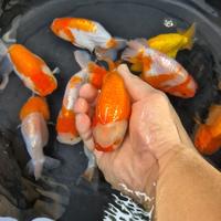 Gambar Ikan Mas Koki Ranchu Lionhead / Lionchu Size 11-12 cm dari Cuan Goldfish undefined 4 Tokopedia