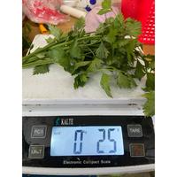 Gambar SELEDRI / DAUN SOP SEGAR HARIAN IKAT KECIL 25 GR dari budifrozenid undefined 3 Tokopedia