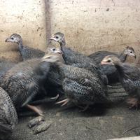 Gambar Ayam hias / Ayam Mutiara / anakan usia muda / ayam afrika dari OB lure undefined 3 Tokopedia