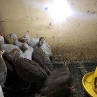Gambar Ayam hias / Ayam Mutiara / anakan usia muda / ayam afrika dari OB lure undefined 4 Tokopedia