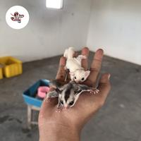 Gambar Sugar glider lucy het creamino dan grey het lucy creamino dari Exo_rept undefined 1 Tokopedia