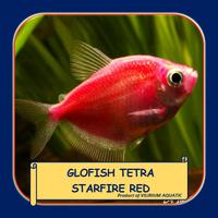 Gambar IKAN HIAS AIR TAWAR - GLOWING FISH TETRA STARFIRE RED (MERAH) - S dari Vilirium Aquatic undefined 1 Tokopedia