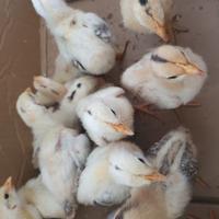 Gambar DOC Ayam Elba / Bibit Ayam Elba 4-7 hari. Ayam Kampung Petelur Elba dari JohnChick undefined 5 Tokopedia