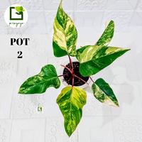Gambar Philodendron Strawberry Shake - Pot  1 dari Joroyoyo undefined 4 Tokopedia