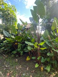 Gambar Tanaman hias talas batang hitam - 2 Meter dari WANA FLOWER NURSERY undefined 5 Tokopedia