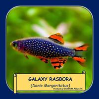Gambar IKAN HIAS AIR TAWAR - RASBORA GALAXY / GALAXY RASBORA / DANIO MARGARITATUS / DANIO MUTIARA LANGIT (IKAN AQUASCAPE) - M dari Vilirium Aquatic undefined 1 Tokopedia