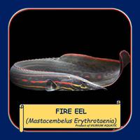 Gambar IKAN HIAS AIR TAWAR - FIRE EEL aka SILI API dari Vilirium Aquatic undefined 3 Tokopedia