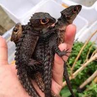 Gambar Kadal Duri / Crocodile Skink dari Tetrapod undefined 1 Tokopedia