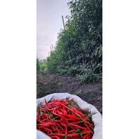 Gambar top Bibit Cabe Merah Keriting Lokal Siboras 10grm dari denseoff undefined 2 Tokopedia