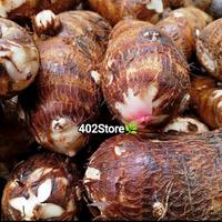 Gambar UMBI TALAS 1 KG/ ENTHIK /ENTHEK/UBI TALAS UNGU /TALAS TUBAN/ UBI TALAS TARO 1KG/TALAS KIMPUL/TALAS MURAH/UBI TARO MURAH/UBI TALAS MURAH/TARO MURAH/MAKANAN SEHAT/UMBI TALAS TARO/MAKANAN JADUL/MAKANAN LANGKA/CAMILAN SEHAT/CAMILAN DIABETES - 500gr dari KaitoHaqiqi undefined 4 Tokopedia